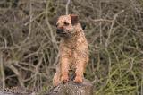BORDER TERRIER 110